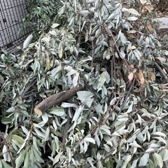 急募‼︎   薪　　まき　
