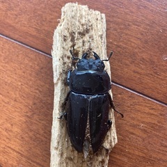 【山梨産】オオクワガタの画像
