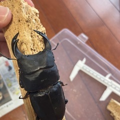 【山梨産】オオクワガタの画像