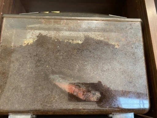 ヘラクレスの蛹