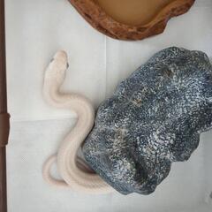 テキサスラットスネーク(アルビノ)