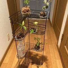取引中　実はバスラック、でも、飾り棚にも雰囲気あります。