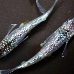 めだか ゴブリンの卵20個　極上種親 サバンナ様血統の画像