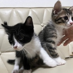 【家族が決まりました】生後１ヶ月 キジシロ・ハチワレの子猫