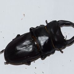 【即ブリ可能】オオクワガタ マツノ久留米血統 ♂７６.２　♀４８.３　新成虫ペア（♀追加サービス可）《値下げしました》の画像