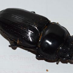 【即ブリ可能】オオクワガタ マツノ久留米血統 ♂７６.２　♀４８.３　新成虫ペア（♀追加サービス可）《値下げしました》の画像