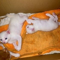 白い子猫兄妹です