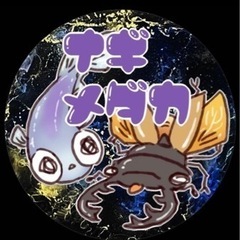 【凪メダカ】楊貴妃出目パンダだるまめだか