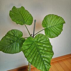 フィカス　ウンベラータ　樹の高さ50cmの画像