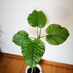 フィカス　ウンベラータ　樹の高さ50cmの画像