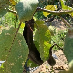 なす　無農薬野菜　3本