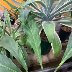 フーケリー　あげます　観葉植物植物の画像