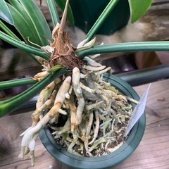 フーケリー　あげます　観葉植物植物の画像