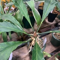 フーケリー　あげます　観葉植物植物の画像