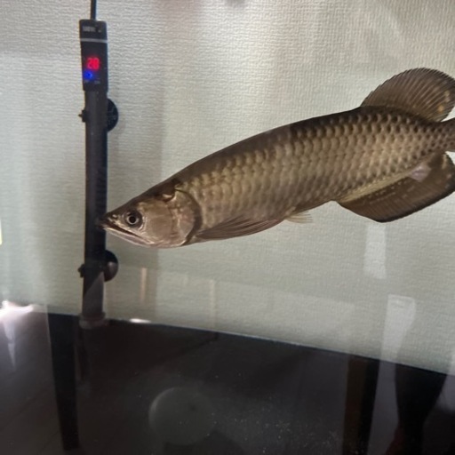 120アクリル水槽
