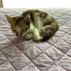 急募です。2ヶ月程度の三毛猫