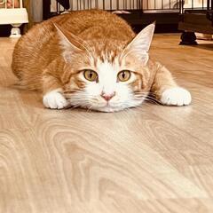 3才の遊びが大好きな♂️のこ、怪我で彷徨っている所を保護。