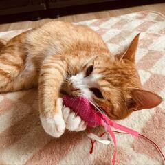 3才の遊びが大好きな♂️のこ、怪我で彷徨っている所を保護。 - 猫