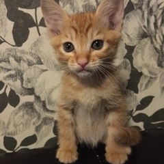 猫の里親を探しています