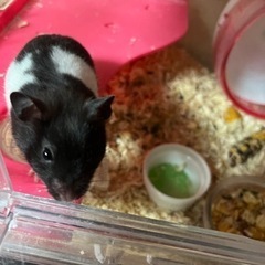 今回に限り、ゴルハム赤ちゃんの募集です。