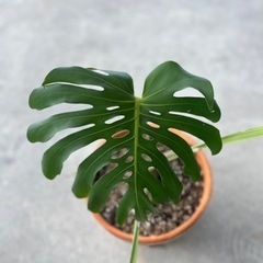 モンステラ①の画像