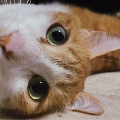 白茶トラの男の子