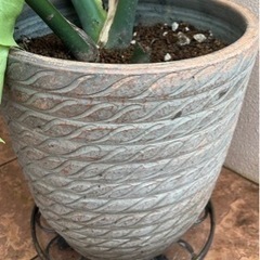 モンステラ②の画像