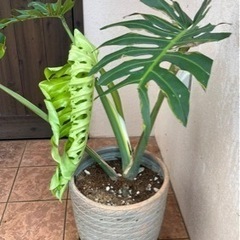 モンステラ②の画像
