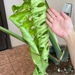 モンステラ②の画像