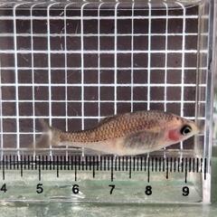 シロヒレタビラ　透明ゴースト6匹無選別の画像