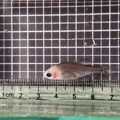 シロヒレタビラ　透明ゴースト6匹無選別の画像