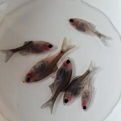 シロヒレタビラ　透明ゴースト6匹無選別の画像