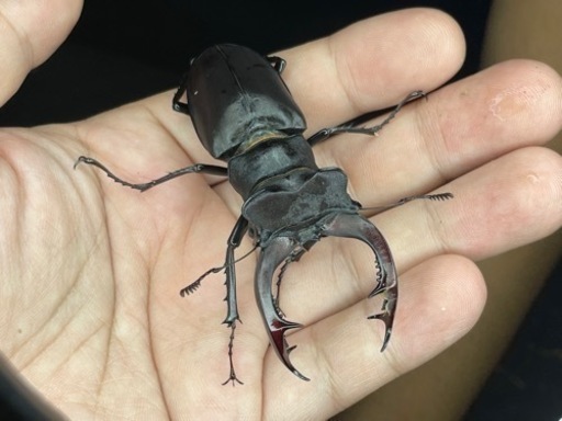 アクベシアヌスミヤマ　新成虫ペア