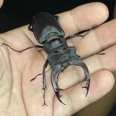 アクベシアヌスミヤマ　新成虫ペア