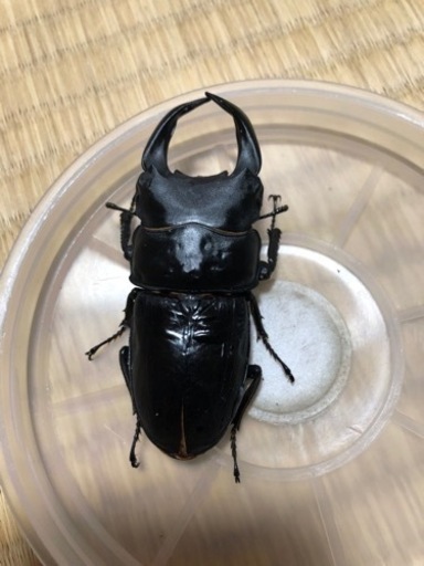 【オオクワガタ】能勢YG血統③  トリオ