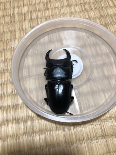 【オオクワガタ】能勢YG血統②  トリオ