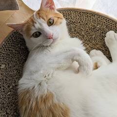 癒してくれますカンゴ君！