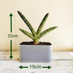 15cm🌿ボンセレンシス🌿観葉植物