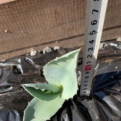 アガベ　アメリカーナの画像