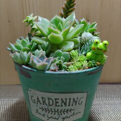  ★多肉植物寄せ植え 114★
