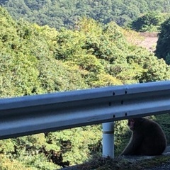 箕面自由研究路などウォーキングガイド致します