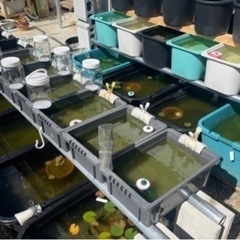 🐢上原メダカ　お盆メダカ大量出品‼️毎日入れ替え‼️