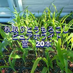 秋取りピュアホワイト　苗　20本