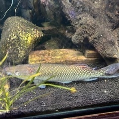 お話中 熱帯魚 アフリカンパイクカラシン 35cm± 訳ありの画像