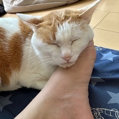 ※急募※8才オスネコくん