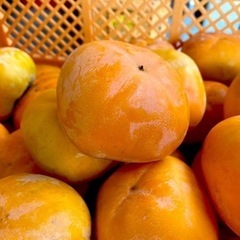 柿の収穫作業！残り1〜2枠です！の画像