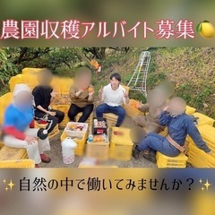 柿の収穫作業！残り1〜2枠です！
