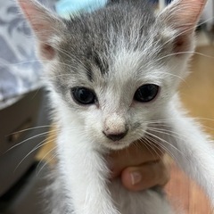 保護猫　1ヶ月位の女の子トライアル決定のため受付終了しました