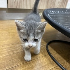保護猫1ヶ月位の女の子