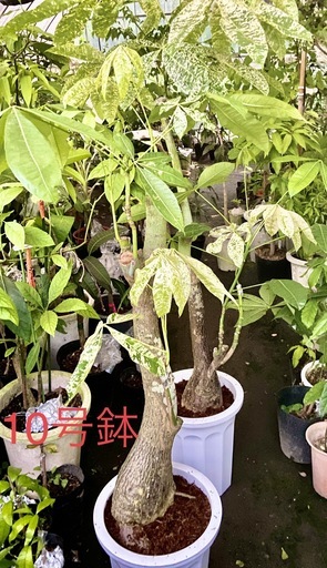 斑入りパキラ　9800円【特選　接木】観葉植物10号鉢